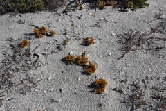 Dufourea flammea
