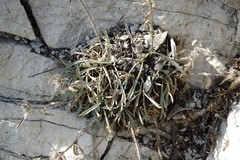 Convolvulus calvertii