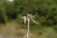 Convolvulus calvertii