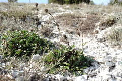 Globularia trichosantha