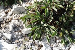 Globularia trichosantha