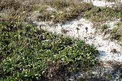 Globularia trichosantha