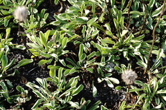 Globularia trichosantha