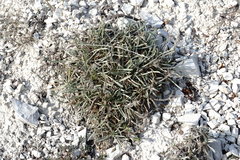 Convolvulus calvertii