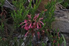 Erica curviflora curviflora