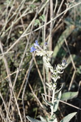 Anchusa leptophylla