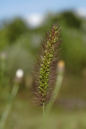 Setaria viridis iNat (2)