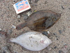 Limanda limanda
