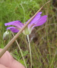 Geranium incanum multifidum