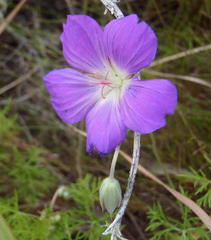 Geranium incanum multifidum