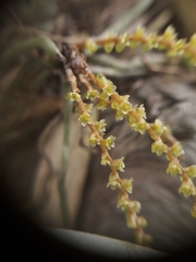 Campylocentrum grisebachii