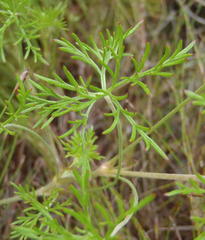 Geranium incanum multifidum