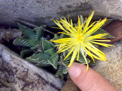 Faucaria britteniae
