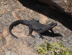 Karusasaurus polyzonus