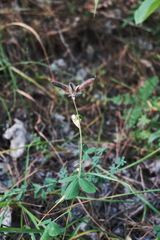 Argyrolobium biebersteinii