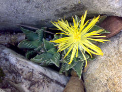 Faucaria britteniae