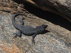 Karusasaurus polyzonus