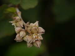 Rubus indicus