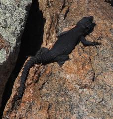 Karusasaurus polyzonus