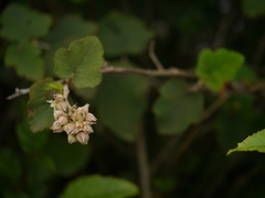 Rubus indicus