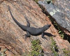 Karusasaurus polyzonus