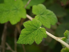 Rubus indicus