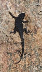 Karusasaurus polyzonus