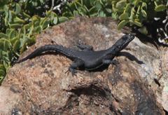 Karusasaurus polyzonus