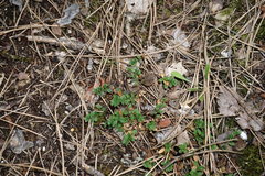 Polygala supina supina