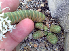 Crassula barklyi