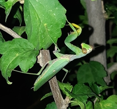 Hierodula tenuidentata