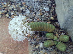 Crassula barklyi