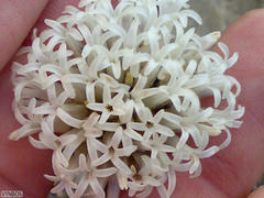 Crassula barklyi