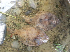 Limanda limanda