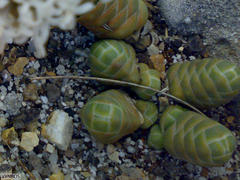 Crassula barklyi