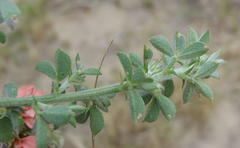Indigofera porrecta