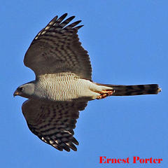 Accipiter ovampensis