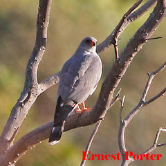 Accipiter ovampensis