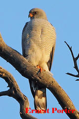 Accipiter ovampensis