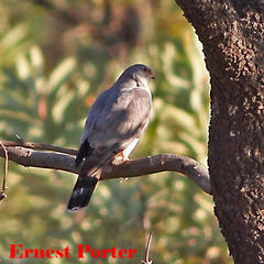 Accipiter ovampensis