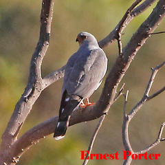 Accipiter ovampensis