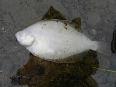 Limanda limanda