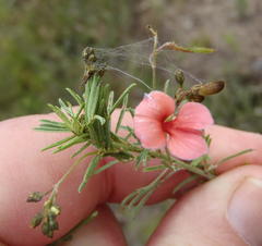Indigofera verrucosa
