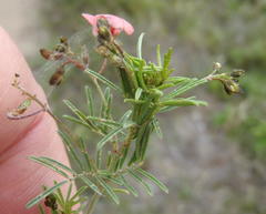 Indigofera verrucosa