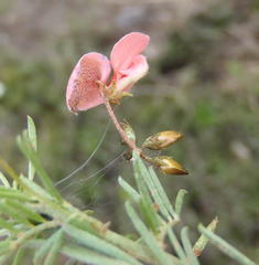 Indigofera verrucosa