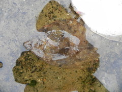 Limanda limanda