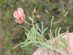 Indigofera verrucosa