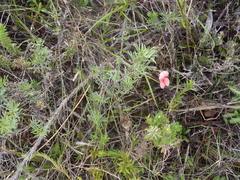 Indigofera verrucosa