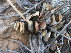 Gasteria disticha disticha