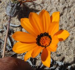 Gazania splendidissima